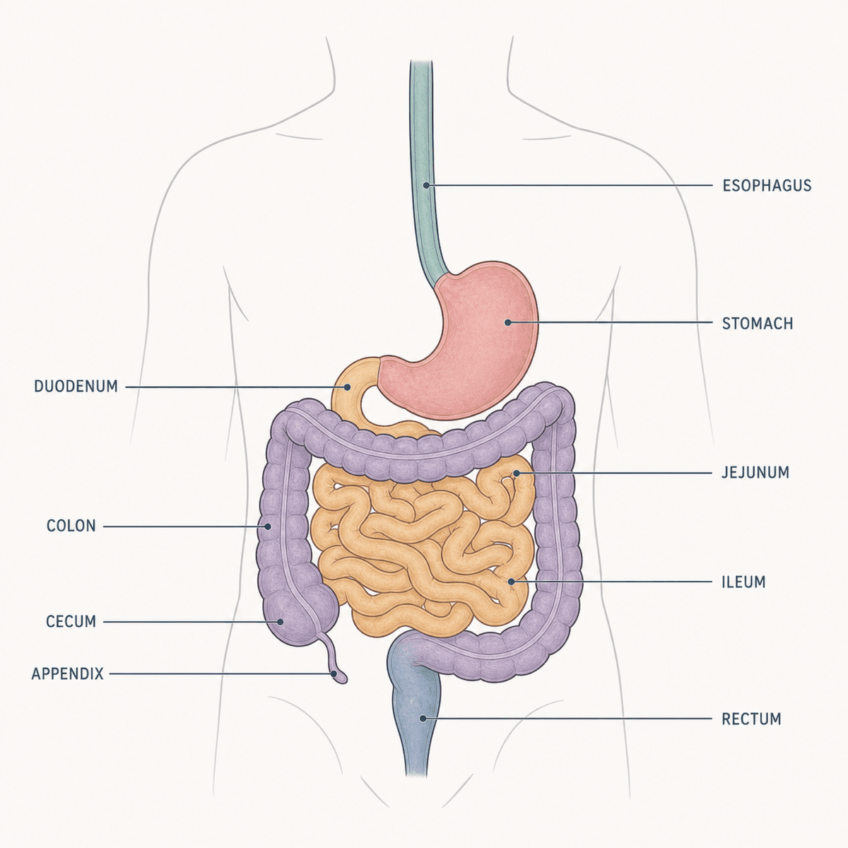 GI Tract anatomy diagram